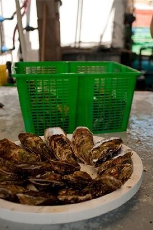 BOUZIGUES: TASTING VISIT TO AN OYSTER FACTORY - Activity Overview