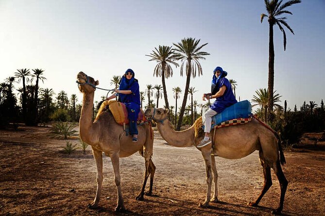 Camel Ride in the Palm Grove of Marrakech - Key Points