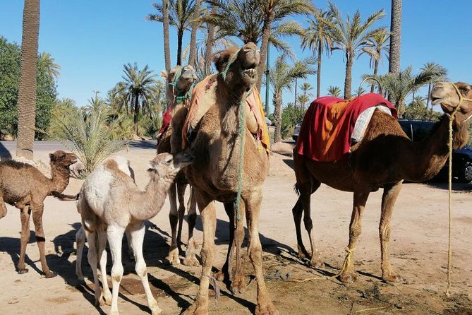 Camel Ride Marrakech - Key Points