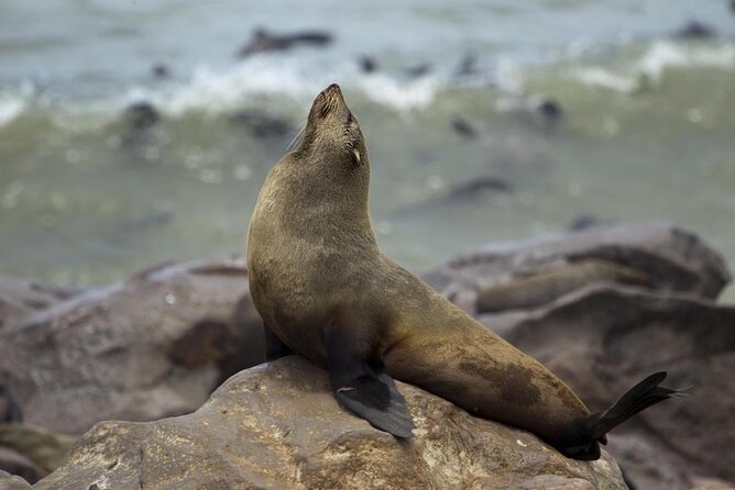 Cape Cross Seal Colony Tour From Swakopmund, Namibia - Key Points