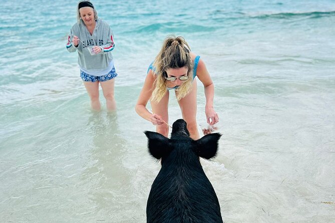 Catamaran Reef Snorkel & Turtle Adventure - Key Points