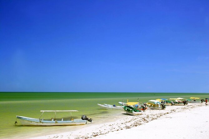 Celestun Mangrove Boat Tour From Mérida - Key Points