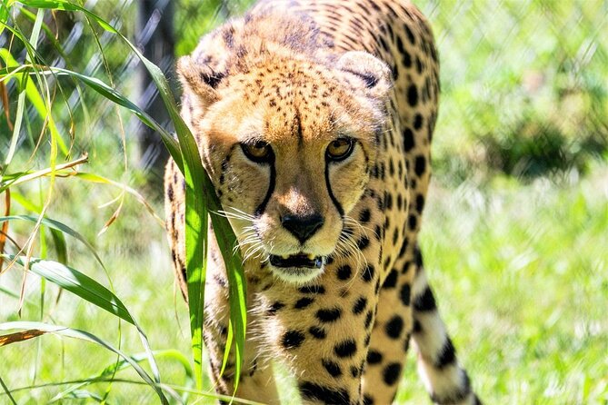 Central Florida Zoo & Downtown Sanford Review - Overview of the Experience