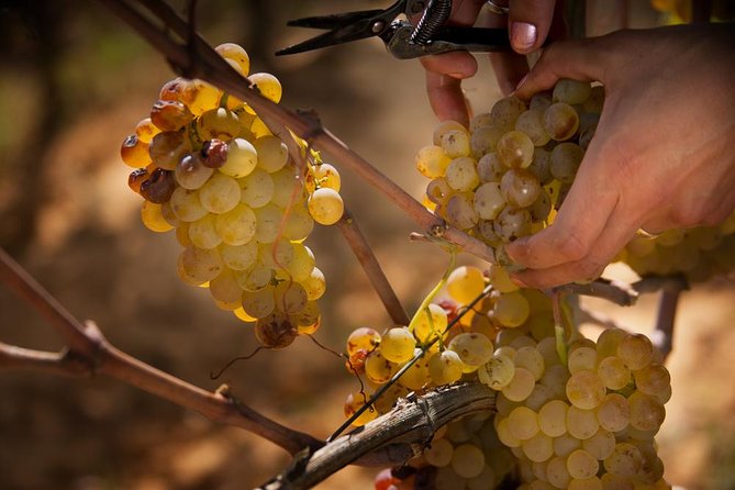 Champagne Cellar Tour and Tasting - Highlights of the Tour