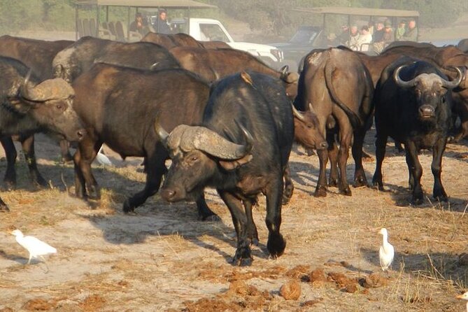 Chobe Day Trip From Livingstone - Key Points