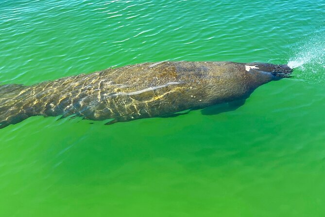 Clear/Standard Kayak Self Guided Island EcoTour Bonita Springs! - Tour Overview and Features