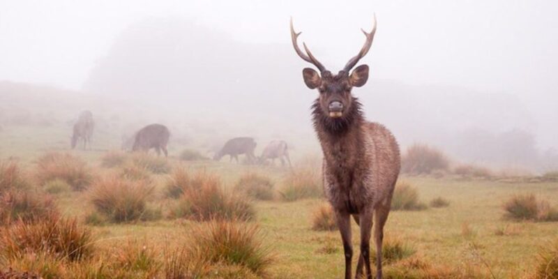Comprehensive Excursion: Horton Plains and Pedro Tea Factory - Good To Know