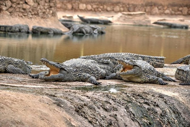 Crocodiles Park and Botanic Garden Review - Tour Overview