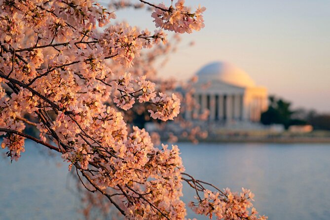 D.C. Cherry Blossom and Old Town Alexandria Tour Review