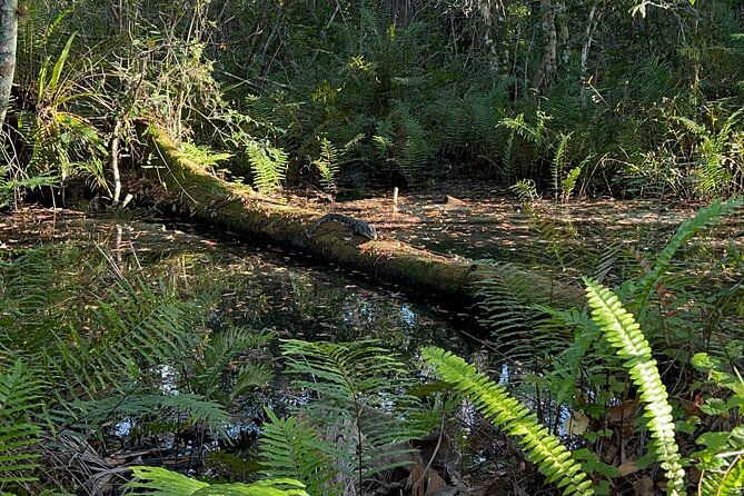 Dark Skys in the Florida Everglades Review - Good To Know