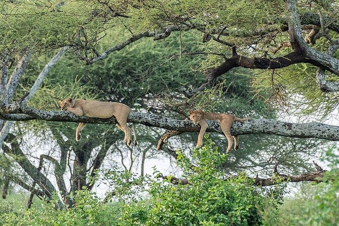 Day Trip To Tarangire National Park - Key Points