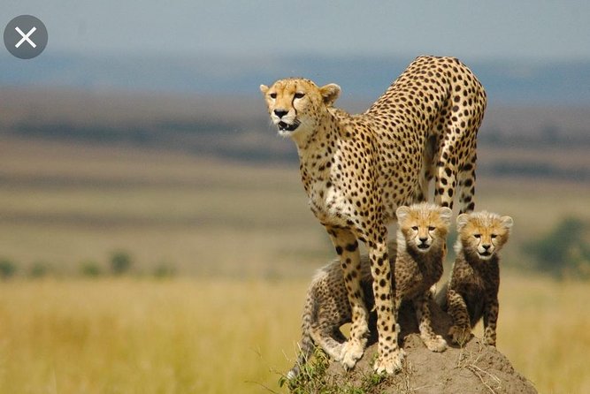 De Wildt Cheetah and Wildlife Centre Private Safari (Private) - Key Points