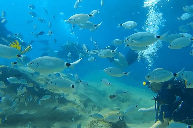 Diving Tour With Lunch - Key Points