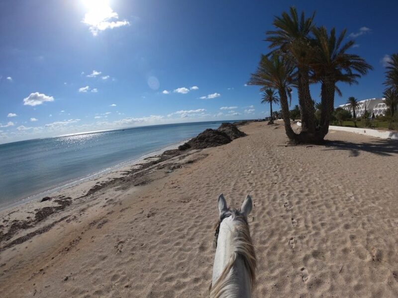 Djerba: 2-Hour Lagoon Horse Riding Experience - Good To Know