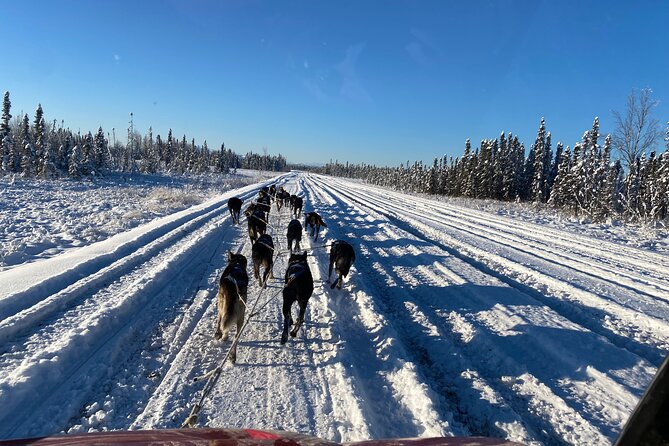 Dog Sledding With Alaskan Huskies Review - Good To Know