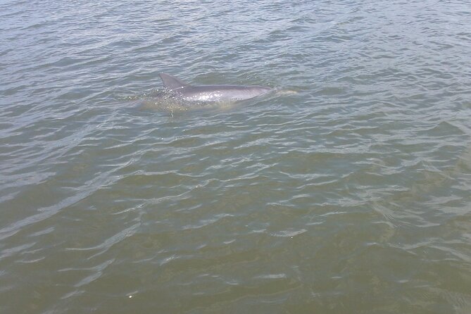 Dolphin and Manatee Adventure Tour of Merritt Island - Tour Overview and Wildlife Experience