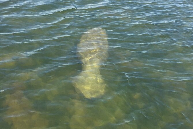 Dolphin and Manatee River Cruise Melbourne, Fl. 1030