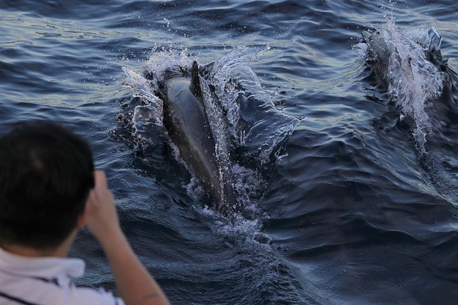 Dolphin and Whale Watching Sunset Cruise - Good To Know