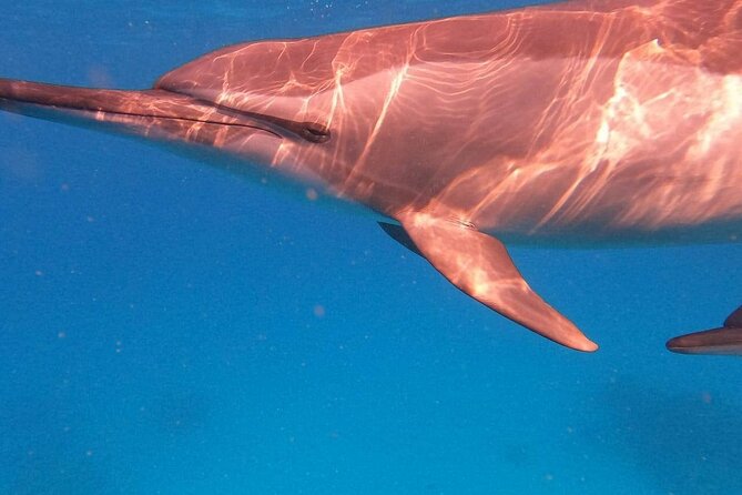 Dolphin House Satayeh Reef Snorkeling Sea Trip With Lunch &Transfer-Marsa Alam - Key Points