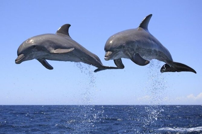 Dolphin & Josani Forest Snorkel Sea Excursion - Zanzibar - Key Points