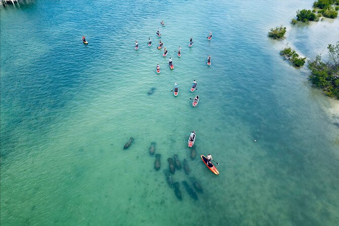 Dolphin, Manatee and Sea Turtle Adventure Tour Review - Tour Overview