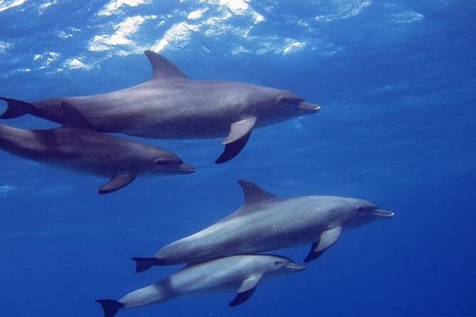 Dolphin Show With Transfer All Fees Included From Hurghada - Key Points
