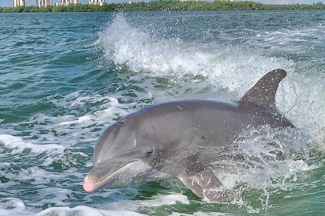 Dolphin Tours - Fort Myers Beach / Naples - Good To Know