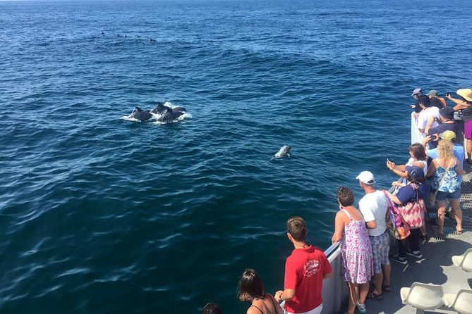 Dolphin Watching Around Cape May - Good To Know