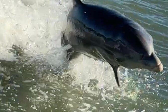 Dolphin Watching Boat Tour Around Anna Maria Island - Key Points