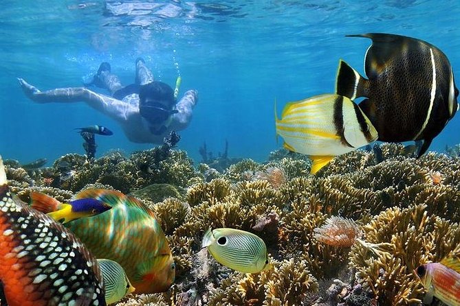 Dolphins and Snorkeling at Mnemba Island Reef - Snacks Included - Key Points