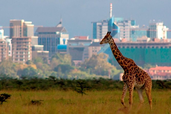 Early Morning Group Joining Game Drive In Nairobi National Park