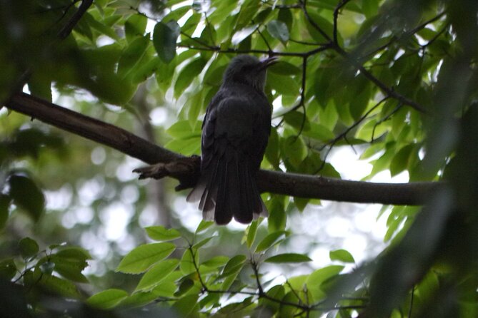 Easygoing Nature Walk in Hakone Tour - Participant Experiences