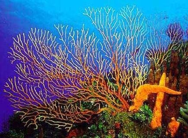El Cielo and Snorkel Private Excursion - Key Points