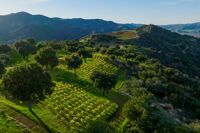Epic Zipline Tour Near Santa Barbara - Good To Know