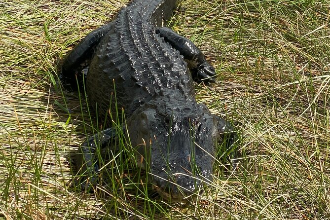 Everglades National Park Tour: Review - Good To Know