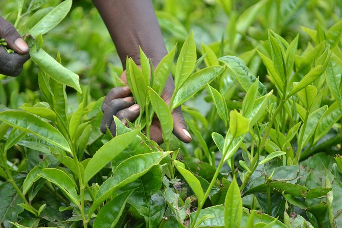 Excursion to Kiambethu Tea Farm - Tour Highlights and Inclusions