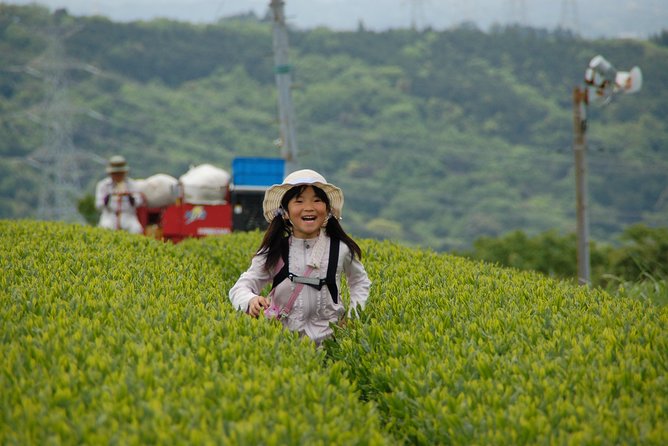 Experience Tea Picking With a Tea Farmer, and Tempura Lunch With Picked Tea Leaves - Good To Know