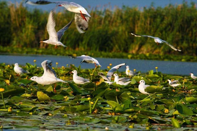 Explore Danube Delta and Black See in 2 Day Private Tour From Bucharest - Key Points
