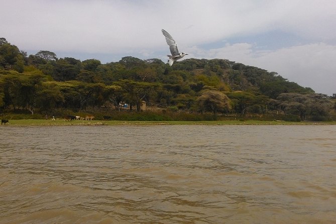 Explore the Ethiopian Rift Valley Lakes and the UNESCO Site of Steles of Tiya - Key Points