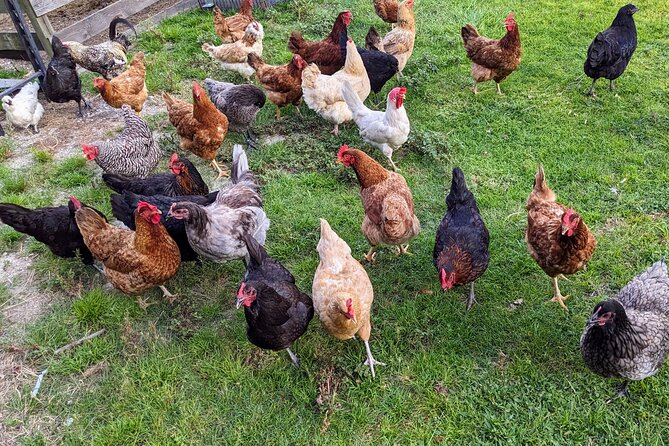 Farm Experience With Ponies, Bunnies, Chickens and Goats - Overview of the Farm Experience