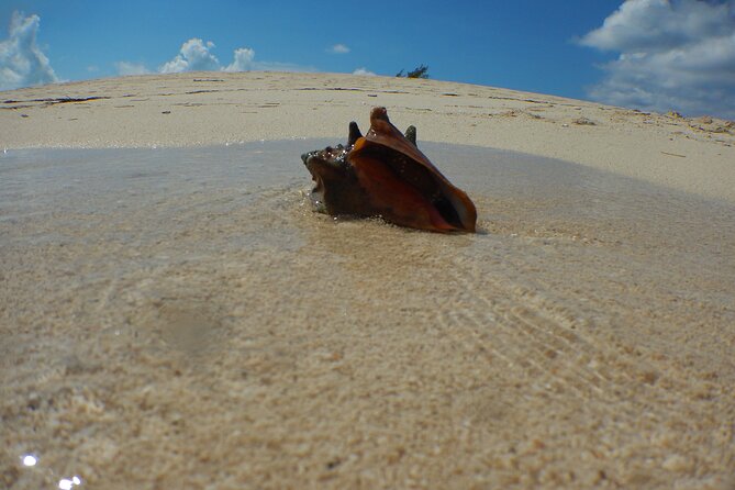 FAV 4 Adventure in Bimini Bahamas - Key Points