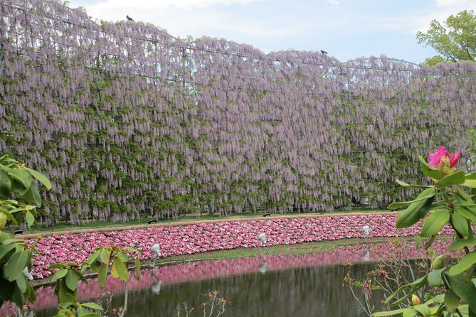 For a Limited Time, Wisteria Festival Ashikaga, 2-12 Guests