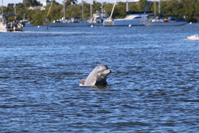 Fort Myers Beach Dolphin & Sightseeing Tour Refreshments Included - Good To Know