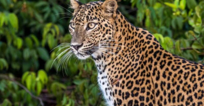 From Anuradhapura: Full Day Wilpattus Wild Wonders -Private - Good To Know