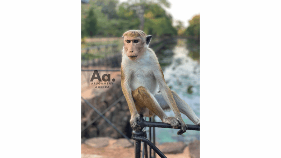 From Arugambay: Day-Trip to Sigiriya, The Lion Rock