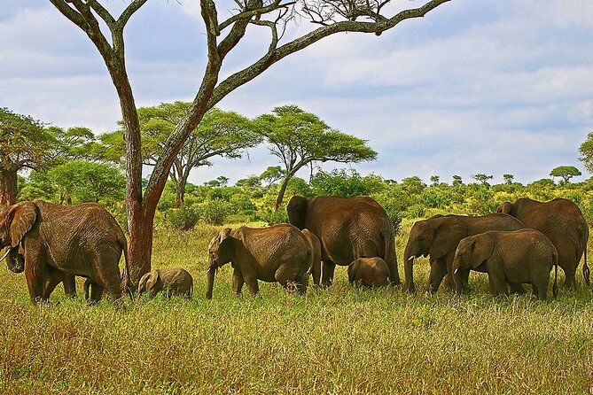 From Arusha : 3 Days Private Safari Tarangire N.P and Serengeti - Safari Overview