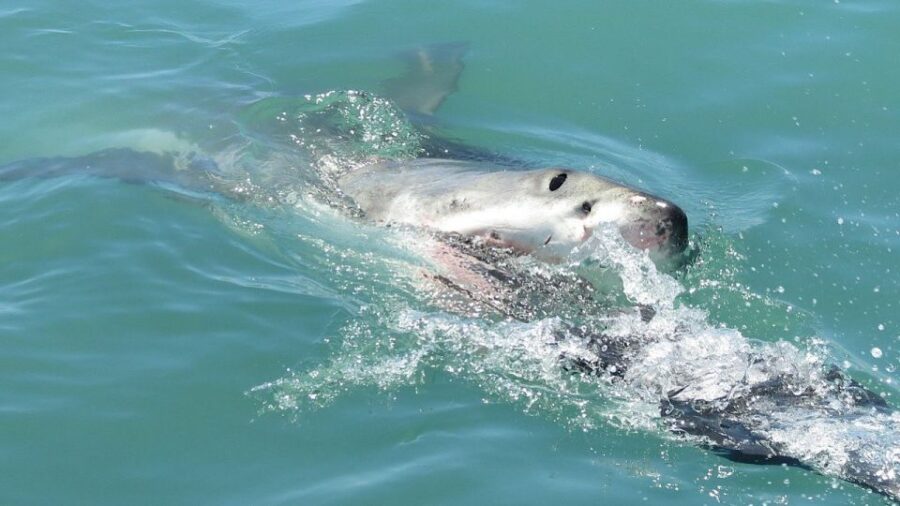 From Cape Town: Shark Cage Diving and Penguin Tour - Tour Overview