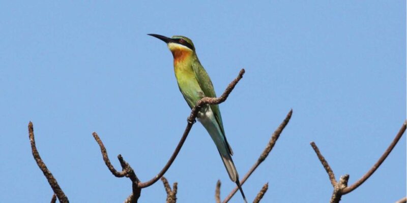 From Colombo/Negombo: Muthurajawela Bird Watching Day Trip - Good To Know