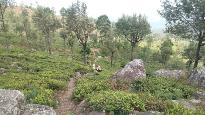 From Ella: Tea Adventure in Haputale With Village Lunch - Good To Know