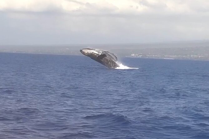 From Maalaea Harbor: Whale Watching Tours Aboard Winona Catamaran - Good To Know